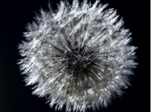 DENTE DE LEÃO EM FLOR
