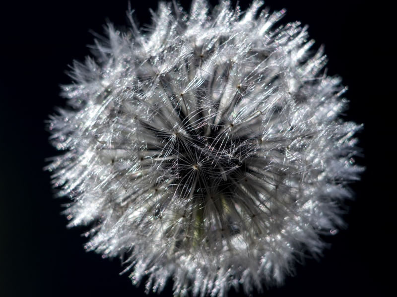 DENTE DE LEÃO EM FLOR