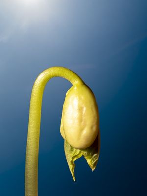 ABAJOUR PLANTA