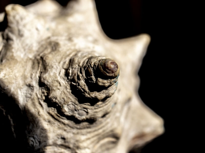MACRO CONCHA #1