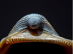MACRO CONCHA #2