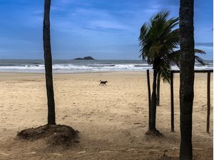 CACHORRO NEGRO