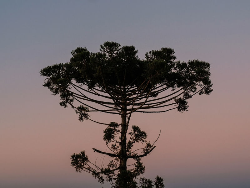 ARAUCÁRIA NO POR DO SOL