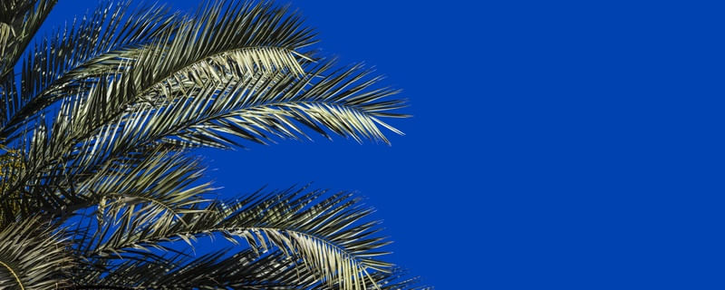 FOLHAS DA TAMAREIRA