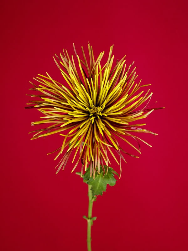 FLORINCOMUM 01