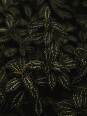 FOLHAGENS VERDE