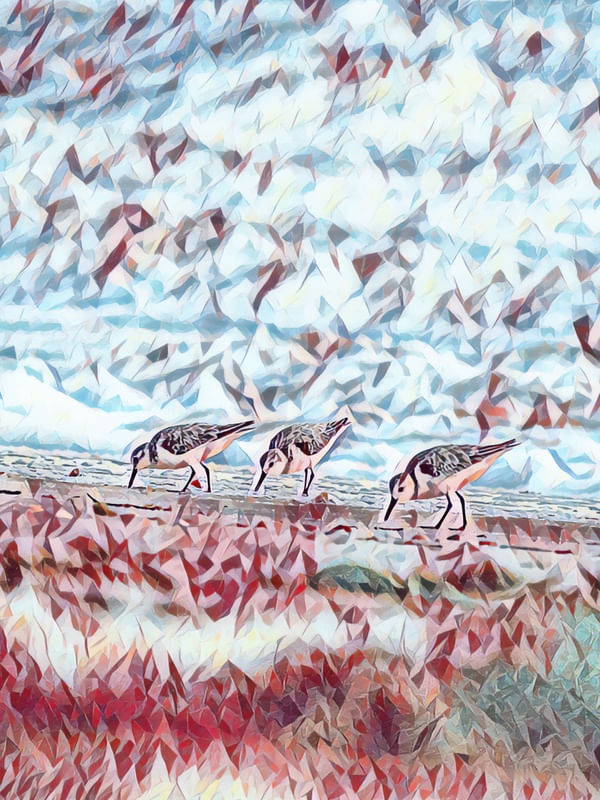 AVES NA PRAIA CEARÁ IV