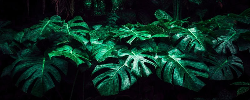 NATUREZA DELICIOSA 02