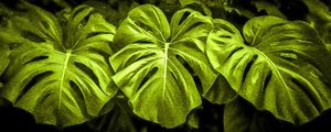 NATUREZA DELICIOSA 03