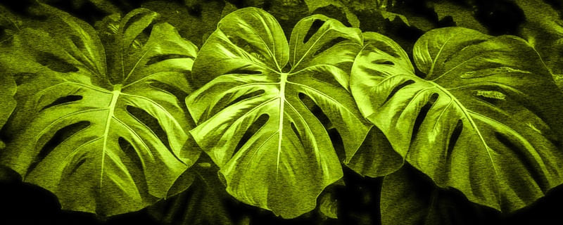 NATUREZA DELICIOSA 03