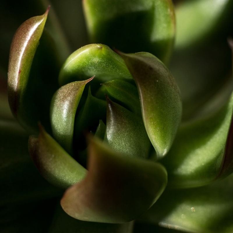 NATURE MACRO 01