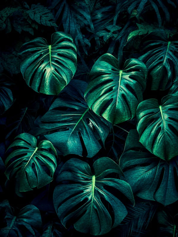 NATUREZA DELICIOSA 08