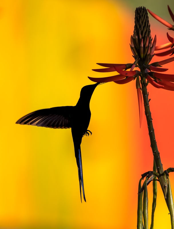 BEIJA-FLOR CONTRASTE