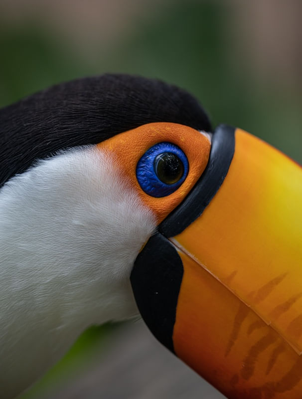 TUCANO-TOCO MACRO