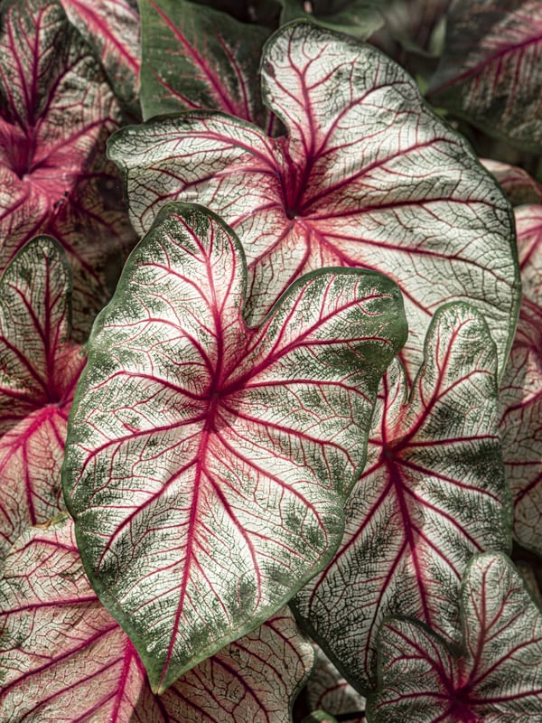 PLANTA JARDIM BOTÂNICO CURITIBA