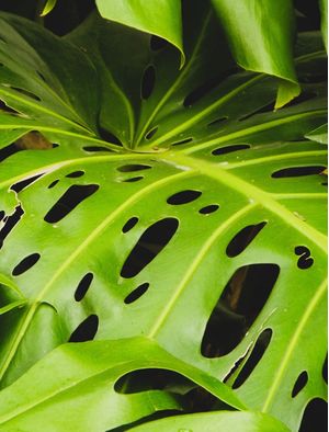 MONSTERA DE RUA