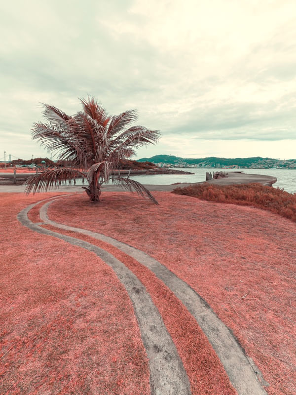 O CAMINHO PARA O MAR UMA JORNADA SOLITÁRIA SOB A SOMBRA DO PEQUENO COQUEIRO