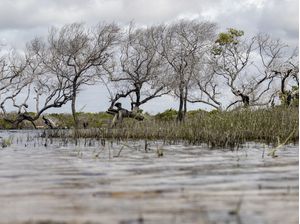 ÁRVORES - LENÇÓIS MARANHENSES