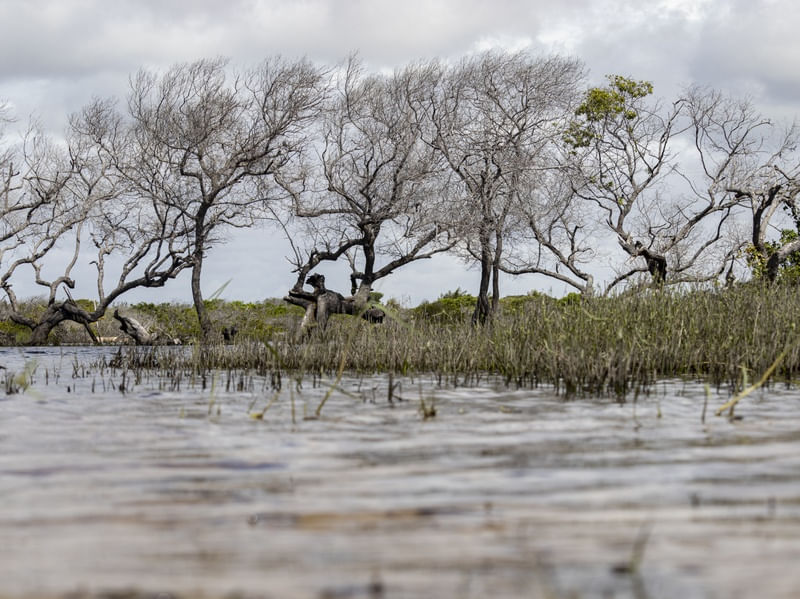 ÁRVORES - LENÇÓIS MARANHENSES