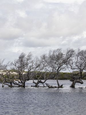 ÁRVORES - LENÇÓIS MARANHENSES II
