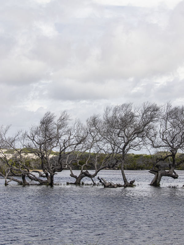 ÁRVORES - LENÇÓIS MARANHENSES II