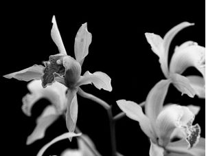 ORQUÍDEA 021
