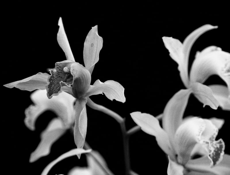 ORQUÍDEA 021