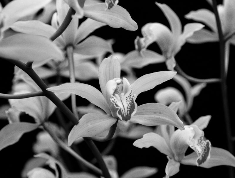 ORQUÍDEA 022