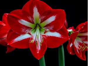 FLORES 001