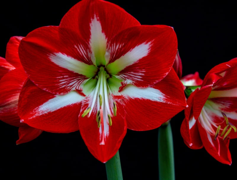 FLORES 001