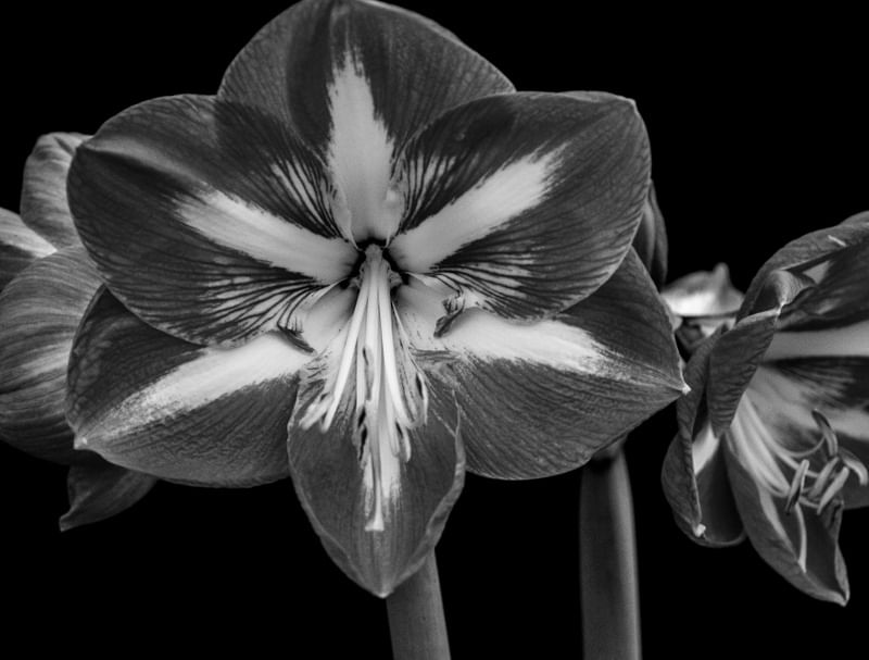 FLORES 002