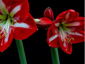 FLORES 003