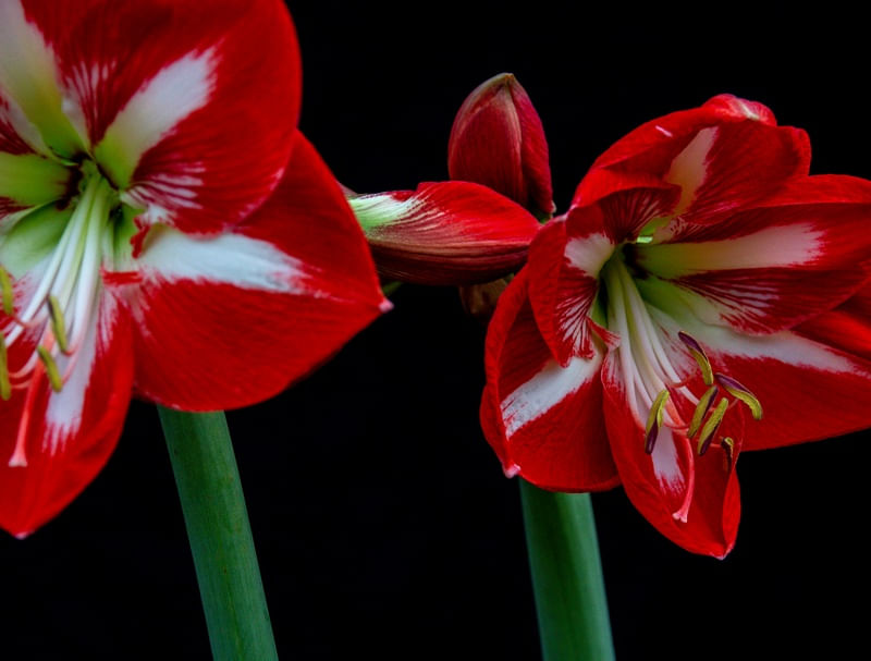 FLORES 003