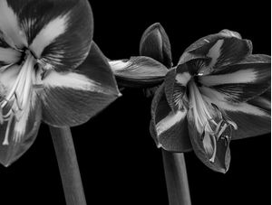 FLORES 004