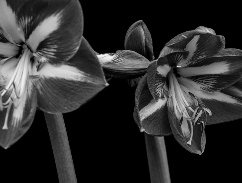 FLORES 004