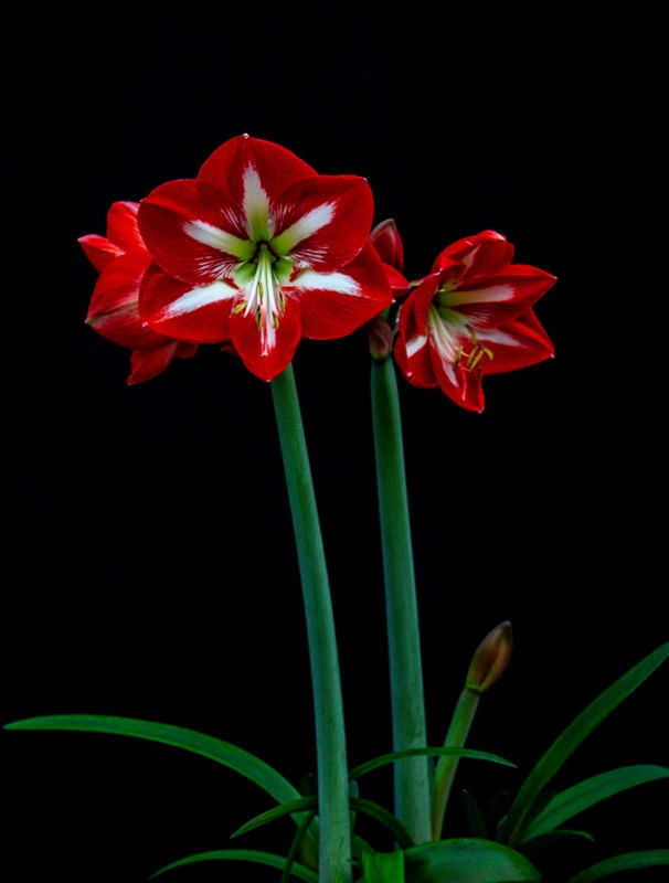 FLORES 005