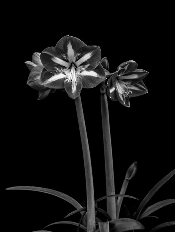 FLORES 006