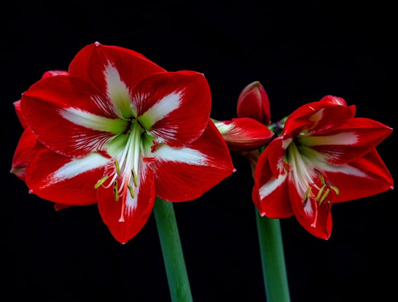 FLORES 007