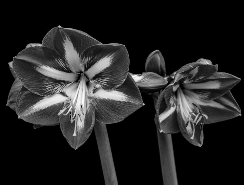 FLORES 008