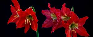 FLORES 009