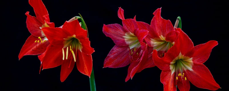 FLORES 009