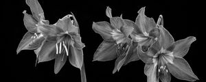 FLORES 010