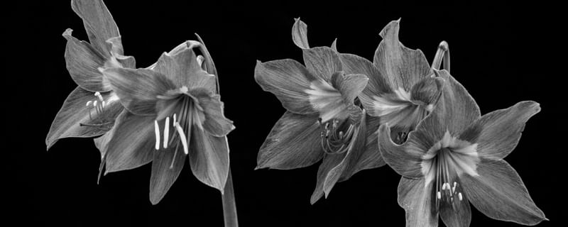 FLORES 010