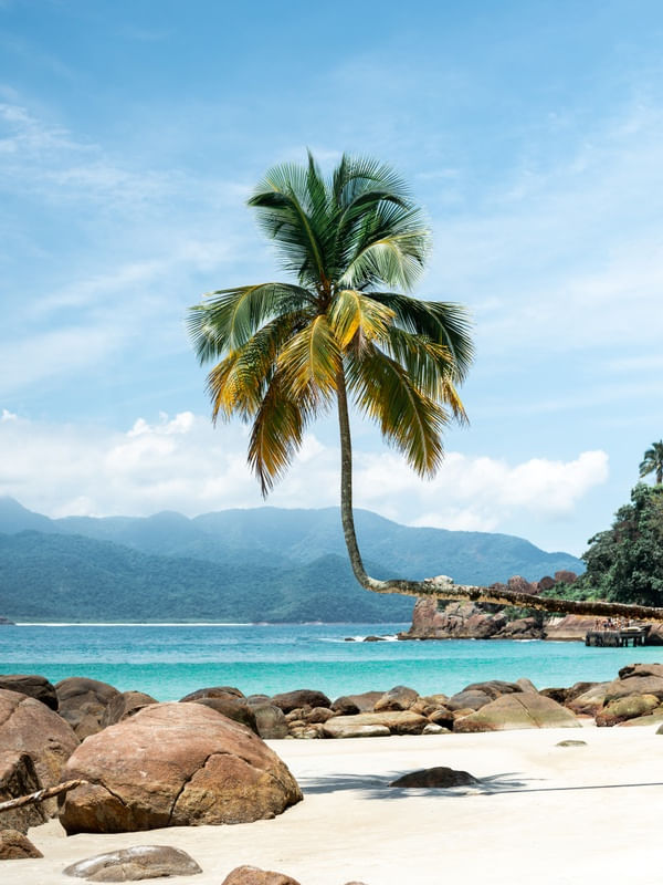 COQUEIRO DO AVENTUREIRO - ILHA GRANDE I