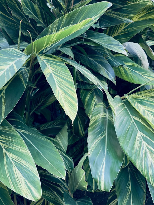 FOLHAS DE ALPINIA