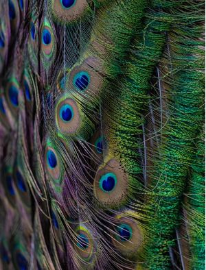 PENAS PAVÃO COLORIDO 2