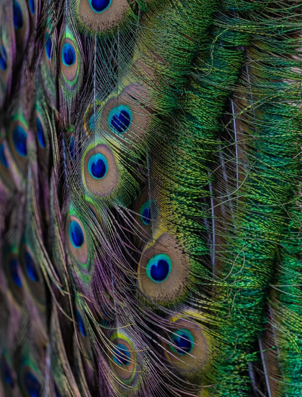 PENAS PAVÃO COLORIDO 2
