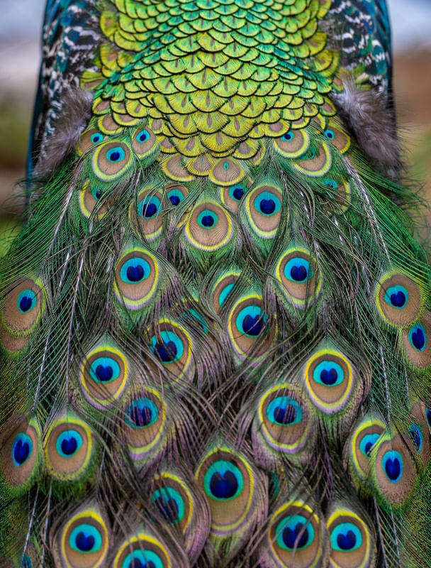 PENAS PAVÃO COLORIDO 3