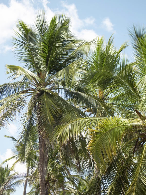 PALMEIRA DO MARANHÃO