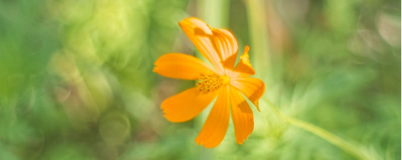 FLOR DO CERRADO 01 - PARQUE COPAIBA